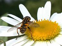 Gemeine Sumpfschwebfliege3